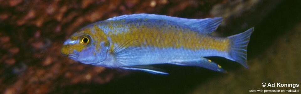 熱帯魚　アフリカンシクリッド  Labeotropheus trewavasae Lions Cove O.B WILD. F1.　9-10㎝　写真個体販売  セレクト品 Labeotropheus trewavasae 'Lion's Cove'